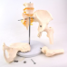 Model Pelvis with 4th and 5th Lumbar Vertebrae (With femur heads)